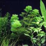 植栽から5日目　カボンバ